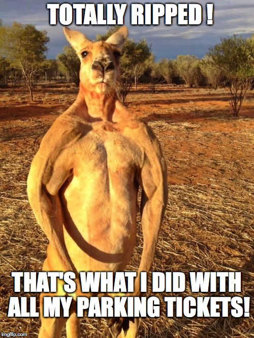 Buff Kangaroo | TOTALLY RIPPED ! THAT'S WHAT I DID WITH ALL MY PARKING TICKETS! | image tagged in buff kangaroo | made w/ Imgflip meme maker