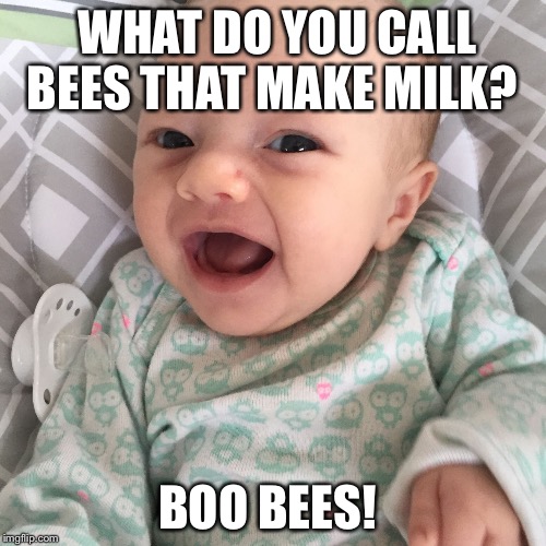 Bad Joke Baby | WHAT DO YOU CALL BEES THAT MAKE MILK? BOO BEES! | image tagged in bad joke baby | made w/ Imgflip meme maker