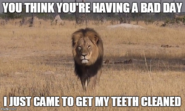 Cecil the Lion | YOU THINK YOU'RE HAVING A BAD DAY I JUST CAME TO GET MY TEETH CLEANED | image tagged in so true memes,memes,funny,too soon,lion,lions | made w/ Imgflip meme maker