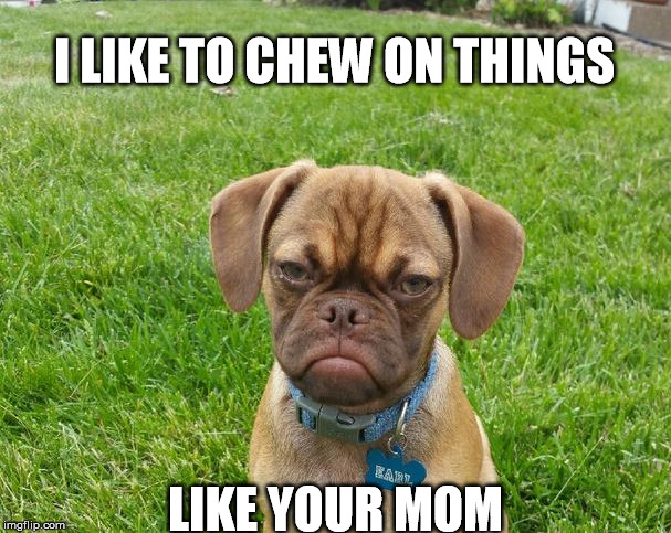 yup  | I LIKE TO CHEW ON THINGS LIKE YOUR MOM | image tagged in grumpy dog,moms,lolz,lol,new,chew | made w/ Imgflip meme maker