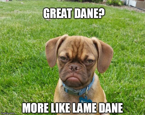 GREAT DANE? MORE LIKE LAME DANE | image tagged in dogs,grumpy puppy,great dane,pets,lolz,lame | made w/ Imgflip meme maker