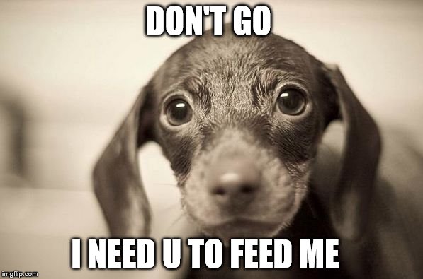 puppy dog  | DON'T GO I NEED U TO FEED ME | image tagged in puppies | made w/ Imgflip meme maker