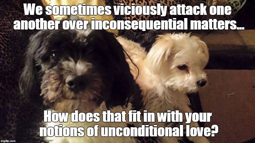Unconditional Love | We sometimes viciously attack one another over inconsequential matters... How does that fit in with your notions of unconditional love? | image tagged in dog,dogs,unconditional love,love,vicious attack,inconsequential | made w/ Imgflip meme maker