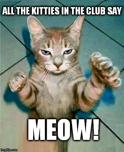 MEOW! | image tagged in kitties,dance dance | made w/ Imgflip meme maker