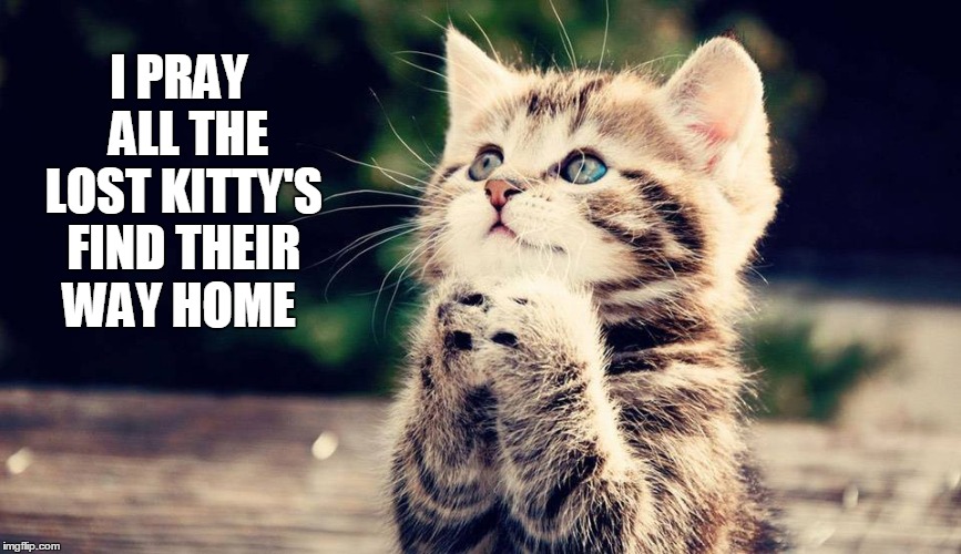 Lost  | I PRAY  ALL THE  LOST KITTY'S FIND THEIR WAY HOME | image tagged in lost,cats,praying | made w/ Imgflip meme maker