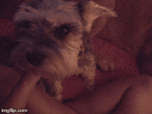 image tagged in gifs | made w/ Imgflip images-to-gif maker