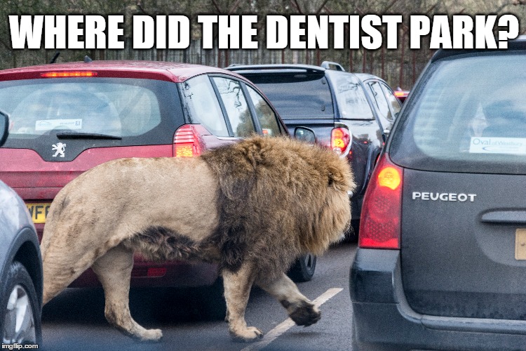 Lion says "Where did the dentist park?" | WHERE DID THE DENTIST PARK? | image tagged in lion,dentist,car park,car,animal,revenge | made w/ Imgflip meme maker