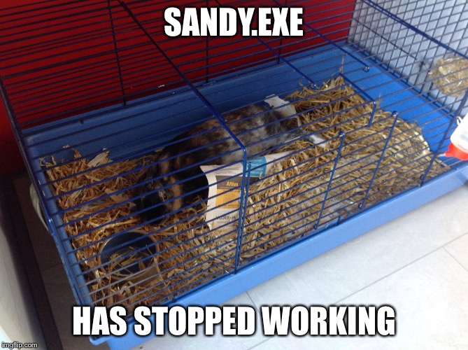 My bunny just fell alseep like this.... | SANDY.EXE HAS STOPPED WORKING | image tagged in rabbit,bunny | made w/ Imgflip meme maker