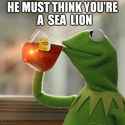 But That's None Of My Business Meme | HE MUST THINK YOU'RE  A  SEA  LION | image tagged in memes,but thats none of my business,kermit the frog | made w/ Imgflip meme maker