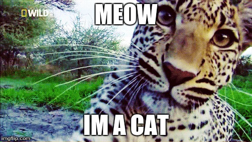 MEOW IM A CAT | image tagged in funny gif | made w/ Imgflip meme maker