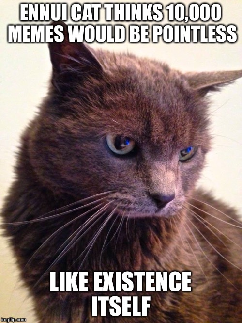 Ennui Cat | ENNUI CAT THINKS 10,000 MEMES WOULD BE POINTLESS LIKE EXISTENCE ITSELF | image tagged in ennui cat,pointless,existence | made w/ Imgflip meme maker