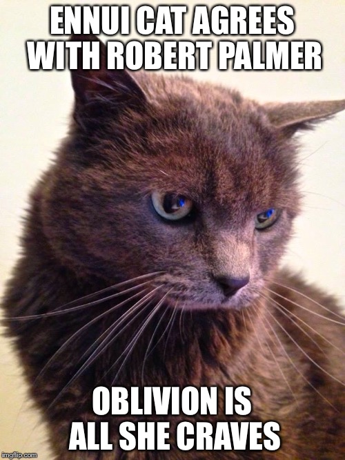 All She Craves | ENNUI CAT AGREES WITH ROBERT PALMER OBLIVION IS ALL SHE CRAVES | image tagged in ennui cat,rober palmer,oblivion | made w/ Imgflip meme maker