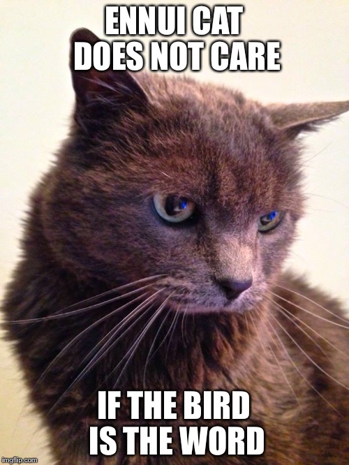 The bird is the word | ENNUI CAT DOES NOT CARE IF THE BIRD IS THE WORD | image tagged in ennui cat,bird is the word | made w/ Imgflip meme maker