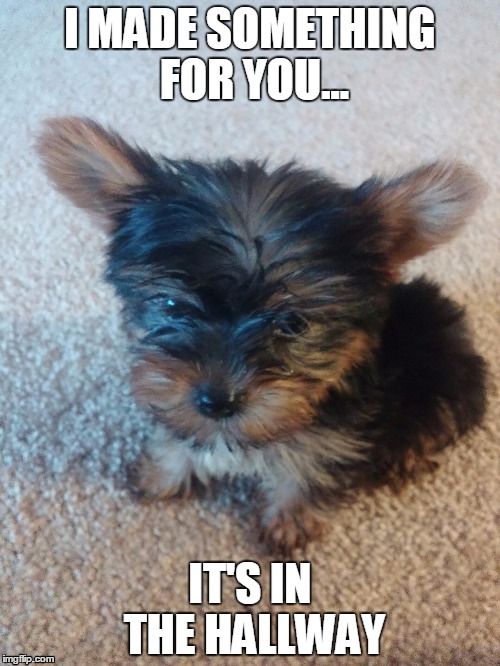 Candi B. | I MADE SOMETHING FOR YOU... IT'S IN THE HALLWAY | image tagged in dog,puppy,hallway | made w/ Imgflip meme maker