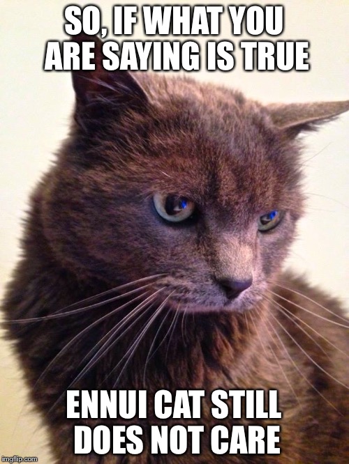 #Caring | SO, IF WHAT YOU ARE SAYING IS TRUE ENNUI CAT STILL DOES NOT CARE | image tagged in ennui cat,caring | made w/ Imgflip meme maker