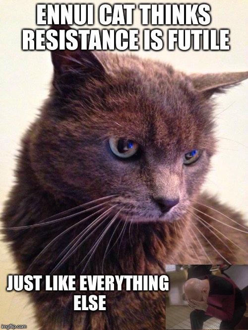 Resistance is futile | ENNUI CAT THINKS RESISTANCE IS FUTILE JUST LIKE EVERYTHING ELSE | image tagged in star trek,facepalm,ennui cat,borg,resistance is futile | made w/ Imgflip meme maker