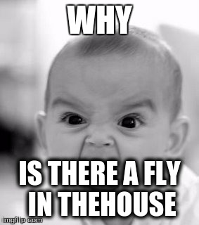 Angry Baby Meme | WHY IS THERE A FLY IN THEHOUSE | image tagged in memes,angry baby | made w/ Imgflip meme maker