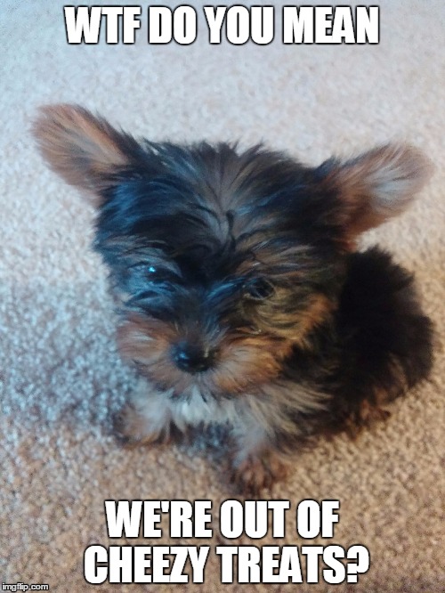 This is BS | WTF DO YOU MEAN WE'RE OUT OF CHEEZY TREATS? | image tagged in dog,puppy,treats | made w/ Imgflip meme maker