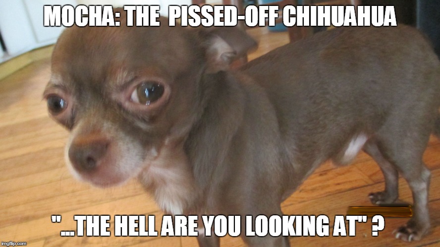 Mocha: The Pissed-Off Chihuahua | MOCHA: THE  PISSED-OFF CHIHUAHUA "...THE HELL ARE YOU LOOKING AT" ? | image tagged in funny chihuahua | made w/ Imgflip meme maker