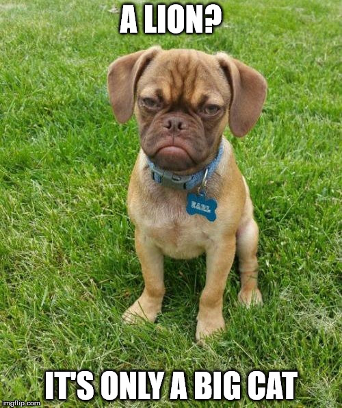 Grumpy Puppy Earl | A LION? IT'S ONLY A BIG CAT | image tagged in grumpy puppy earl | made w/ Imgflip meme maker