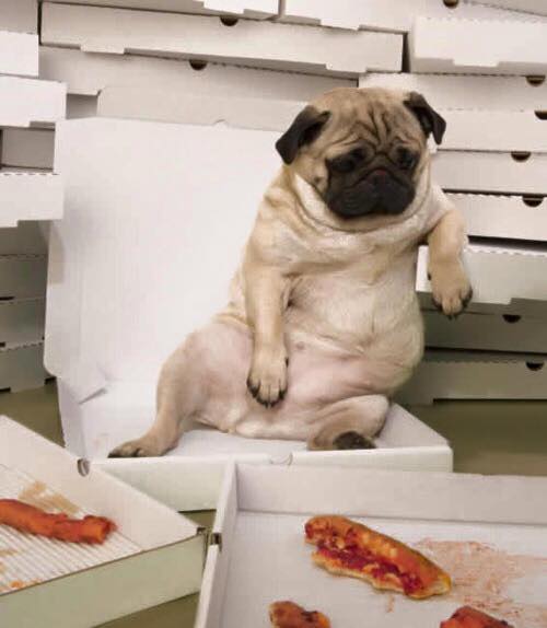 Pizzapug Blank Meme Template