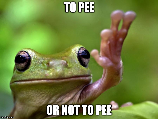 And that's none of Kermit's business | TO PEE OR NOT TO PEE | image tagged in frog,not kermit | made w/ Imgflip meme maker