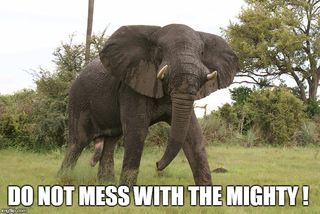 DO NOT MESS WITH THE MIGHTY ! | image tagged in memes,elephant,respect | made w/ Imgflip meme maker