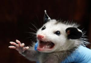 High Quality angry possum missus Blank Meme Template