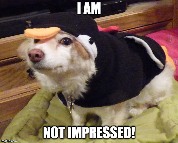 Angry dog in penguin outifit | I AM NOT IMPRESSED! | image tagged in angry dog | made w/ Imgflip meme maker