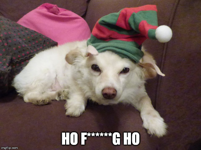 Dolly the Grumpy Christmas Elf Dog | HO F******G HO | image tagged in angry dog,grumpy dog,annoyed dog,elf | made w/ Imgflip meme maker