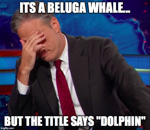 Jon Stewart Face-palm | ITS A BELUGA WHALE... BUT THE TITLE SAYS "DOLPHIN" | image tagged in jon stewart face-palm | made w/ Imgflip meme maker