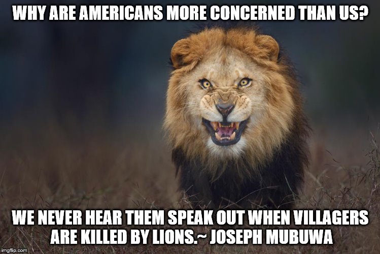 Lion attack | WHY ARE AMERICANS MORE CONCERNED THAN US? WE NEVER HEAR THEM SPEAK OUT WHEN VILLAGERS ARE KILLED BY LIONS.~ JOSEPH MUBUWA | image tagged in lion attack | made w/ Imgflip meme maker