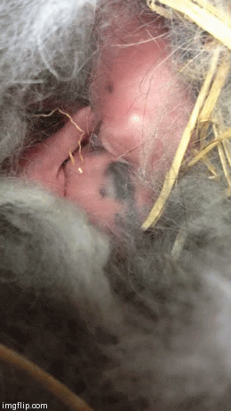 image tagged in gifs | made w/ Imgflip video-to-gif maker