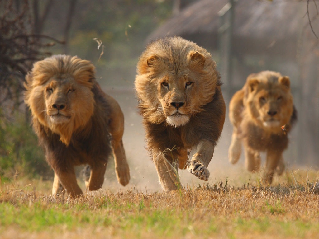 Lions Lookin For A Dentist Blank Meme Template