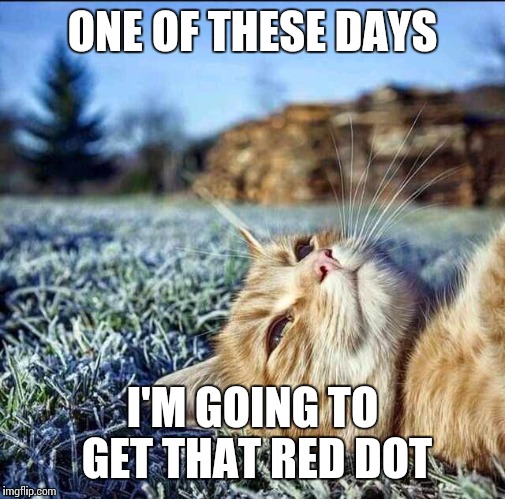 Contemplative Cat | ONE OF THESE DAYS I'M GOING TO GET THAT RED DOT | image tagged in contemplative cat,AdviceAnimals | made w/ Imgflip meme maker