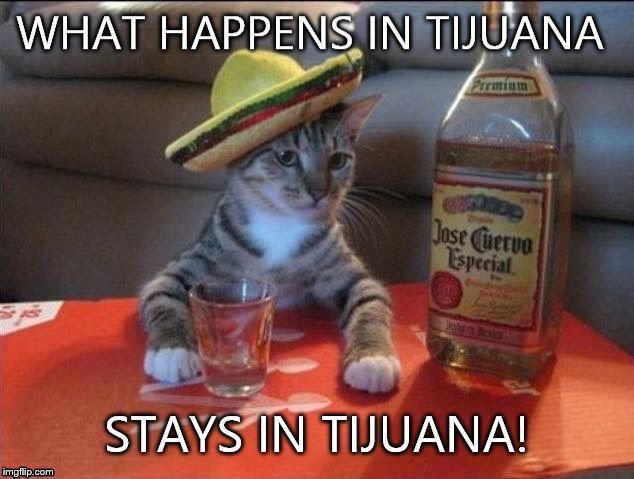 image tagged in cat,mexico,mexican,tequila,it's what happens | made w/ Imgflip meme maker