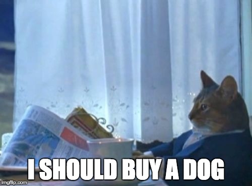I Should Buy A Dog Cat | I SHOULD BUY A DOG | image tagged in memes,i should buy a boat cat | made w/ Imgflip meme maker