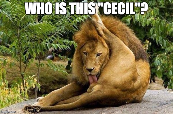 lion licking balls | WHO IS THIS "CECIL"? | image tagged in lion licking balls | made w/ Imgflip meme maker