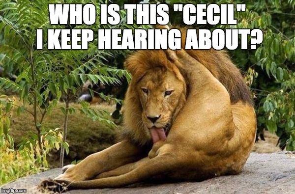 lion licking balls | WHO IS THIS "CECIL" I KEEP HEARING ABOUT? | image tagged in lion licking balls | made w/ Imgflip meme maker