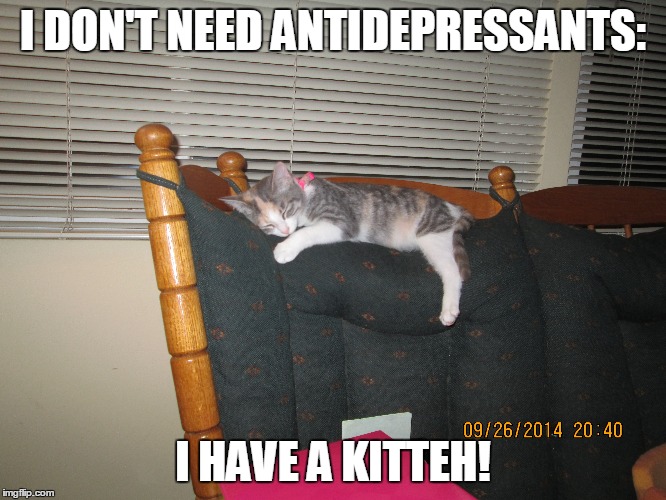 Don't Need Antidepressants Kitteh | I DON'T NEED ANTIDEPRESSANTS: I HAVE A KITTEH! | image tagged in kitten,cat,depression | made w/ Imgflip meme maker