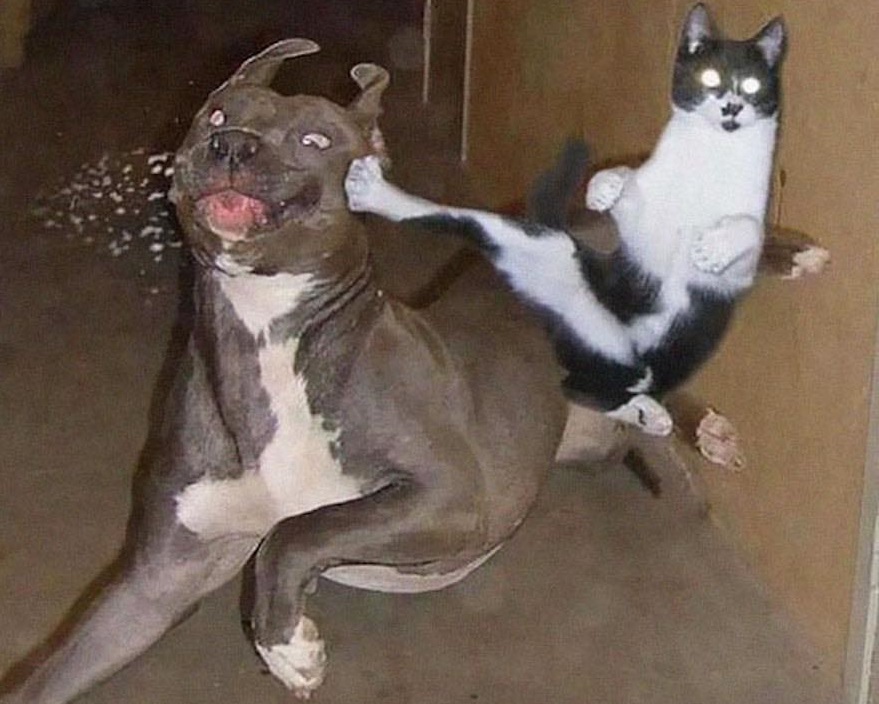 High Quality Cats & Dogs Blank Meme Template