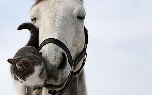 Horses can fix things medication can't  Blank Meme Template