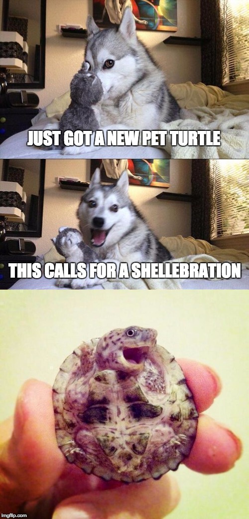Bad Pun Dog Meme | JUST GOT A NEW PET TURTLE THIS CALLS FOR A SHELLEBRATION | image tagged in memes,bad pun dog | made w/ Imgflip meme maker