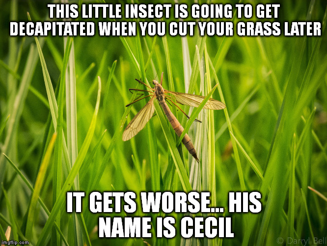 Death! It's everywhere! | THIS LITTLE INSECT IS GOING TO GET DECAPITATED WHEN YOU CUT YOUR GRASS LATER IT GETS WORSE...HIS NAME IS CECIL | image tagged in memes,cecil the lion | made w/ Imgflip meme maker