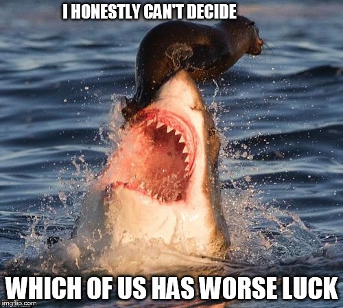 Travelonshark | I HONESTLY CAN'T DECIDE WHICH OF US HAS WORSE LUCK | image tagged in memes,travelonshark | made w/ Imgflip meme maker