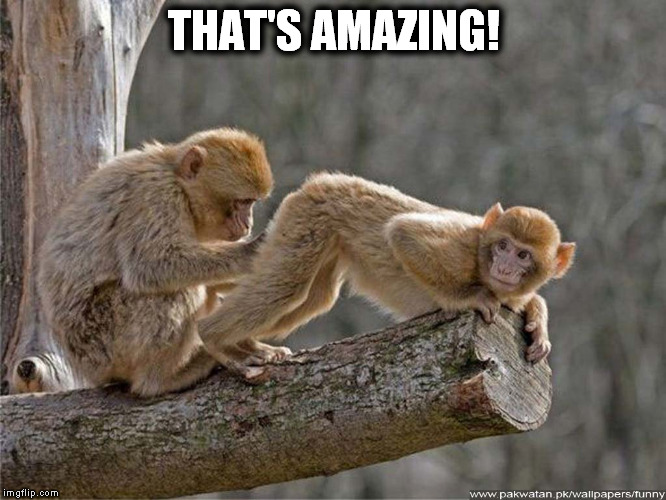 monkey | THAT'S AMAZING! | image tagged in monkey,amazing | made w/ Imgflip meme maker