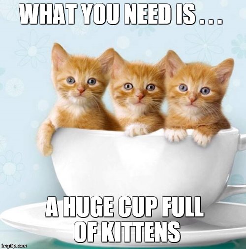 WHAT YOU NEED IS . . . A HUGE CUP FULL OF KITTENS | image tagged in what you need is | made w/ Imgflip meme maker