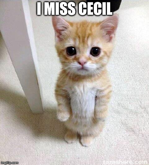 Cute Cat | I MISS CECIL | image tagged in memes,cute cat | made w/ Imgflip meme maker