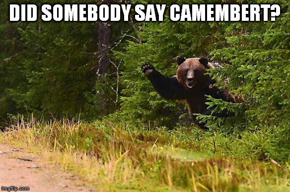 How to lure a bear out of the woods. | DID SOMEBODY SAY CAMEMBERT? | image tagged in bear shit,funny,cute,the bear facts | made w/ Imgflip meme maker