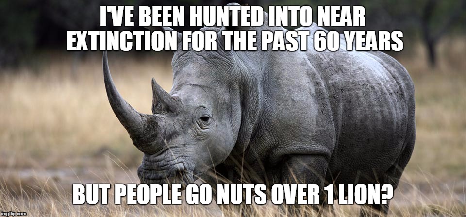 rhino | I'VE BEEN HUNTED INTO NEAR EXTINCTION FOR THE PAST 60 YEARS BUT PEOPLE GO NUTS OVER 1 LION? | image tagged in rhino | made w/ Imgflip meme maker